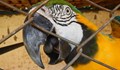 Бдителен папагал "вкара" крадец в затвора