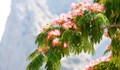"Коприненото дърво" разцъфтя за първия юлски изгрев в Русе