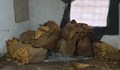 Конфискуваха над 160 килограма незаконен тютюн в Монтанско