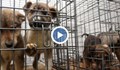 Кучета от русенския приют намират новия си дом в Германия