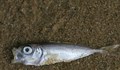 Натравяне с токсично вещество е причина за голямото количество мъртва риба в язовира край село Жегларци, област Добрич