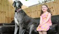 Най-високото куче в света постави нов рекорд