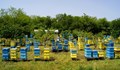 Посегнаха на 64 пчелни семейства в село Смирненски