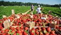 Германия вдига ограниченията за сезонни работници от ЕС след 16 юни