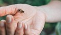 Млада жена почина след ужилване на пчели