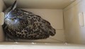 РИОСВ - Русе изпратиха защитена птица в Спасителния център в Стара Загора