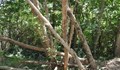 Дърво падна и уби 70-годишен гъбар