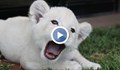 Испания се радва на първото бяло лъвче, родено в зоопарк