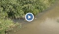 Тъмносини води оцветиха река Русенски Лом