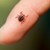 Продължава пръскането срещу кърлежи и комари в Русенско