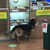 Куче влиза в зоомагазин, за да се любува на морски свинчета