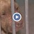 Разкриха тренировъчен лагер за питбули - убийци в центъра на Перник Разкриха тренировъчен лагер за питбули - убийци в центъра на Перник