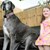 Най-високото куче в света постави нов рекорд