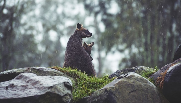 В града дъждът мирише по-различно отколкото в природата В града дъждът мирише по-различно отколкото в природата
