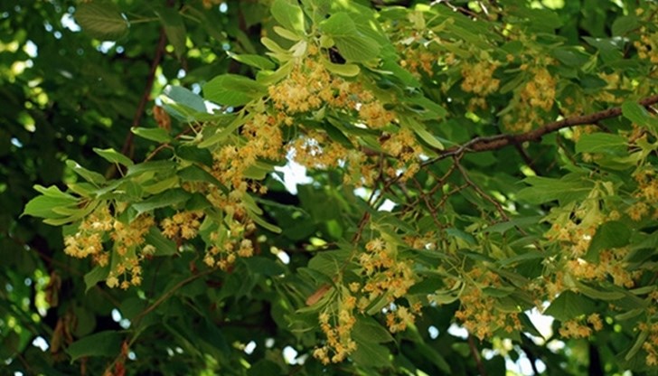 И бизнесът с билки пострада от пандемията И бизнесът с билки пострада от пандемията