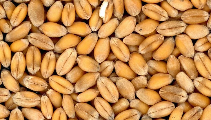 Очаква се слаба реколта от пшеница и ечемик Очаква се слаба реколта от пшеница и ечемик