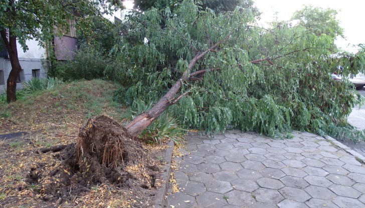 Дървото е било отстранено от пътното платно от пожарникари