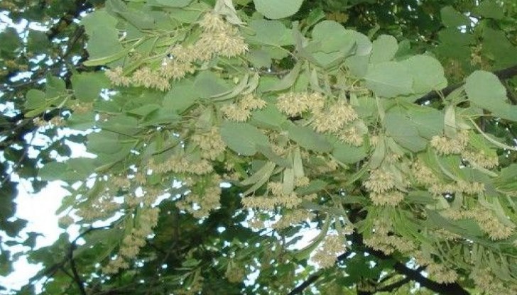 Наказанието за незаконна сеч е затвор до 6 години и глоба от 1000 до 20 000 лева