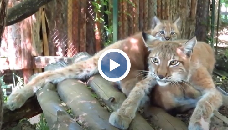 В Червената книга на България евроазиатския рис е в категория „Критично застрашен вид“