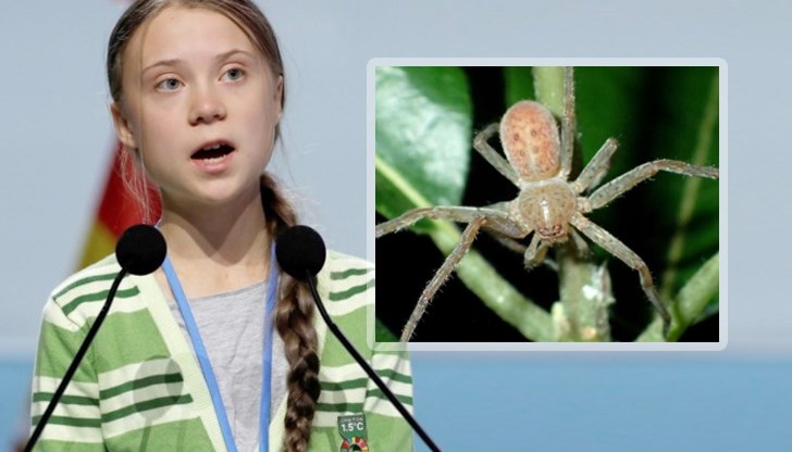 Германски учен от Франкфурт нарече новооткрит вид мадагаскарски паяк на шведската климатична активистка Грета Тунберг