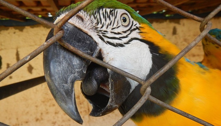 Пернатото събудило с неистови крясъци стопанката си, която сгащила крадеца в дома си