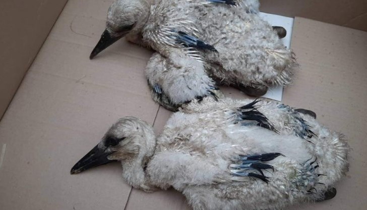 Птиците са настанени в Спасителния център за диви животни в Стара Загора