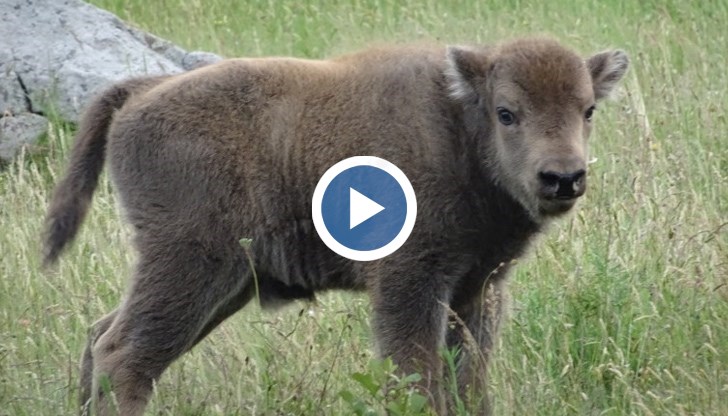 Това е второто животно от този вид, което се ражда на свобода на юг от Дунав от векове насам