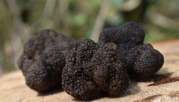 По изследване на професор икономист от Русе, България в последните години е главният износител на Балканите на диворастящ трюфел