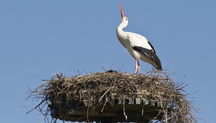 Инцидентът е станал в гоцеделчевското село Мосомище