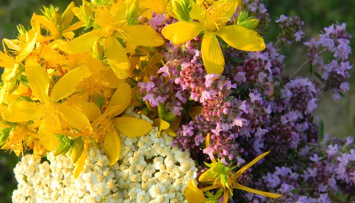 Най-събираните билки на Еньовден са еньовче, комуника, иглика, маточина