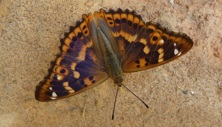 Според д-р Оутс пеперудите с удоволствие се наливат с капки ферментирала мъзга от дърветата и извършват похожденията си на пияна глава