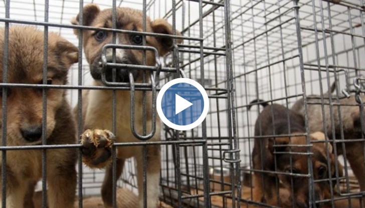 Оказва се, че Русе е сред областите и с най-много осиновени четириноги