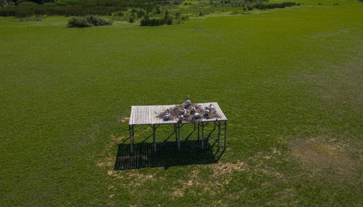 Добрата новина идва от Българското дружество за защита на птиците Добрата новина идва от Българското дружество за защита на птиците