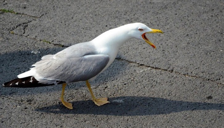 По-възрастните русенци споделят, че не помнят такива набези от гларуси да е имало в миналото По-възрастните русенци споделят, че не помнят такива набези от гларуси да е имало в миналото