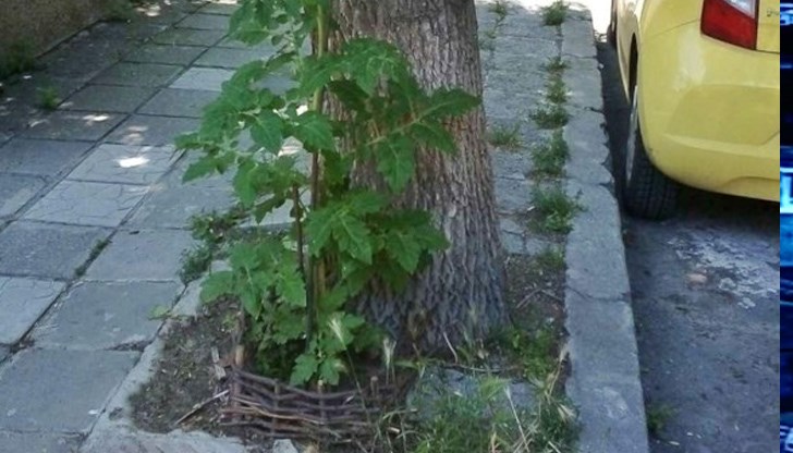 Находчив варненец си насади доматите буквално на улицата Находчив варненец си насади доматите буквално на улицата