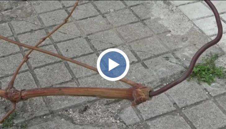 По клона на лозата е източен и начислен ток за над 600 лева