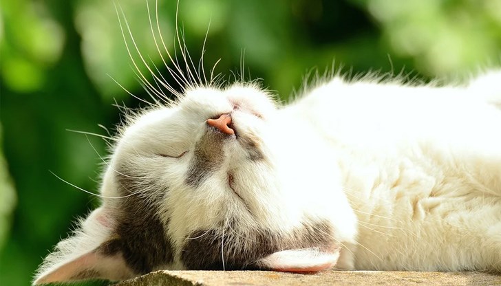 Убийството на животинчето е станало в събота в село Кула / снимката е илюстративна /