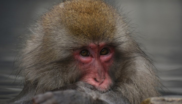 редишният собственик на бозайника го пристрастил към спиртни напитки и други непривични за маймуните продукти като месо