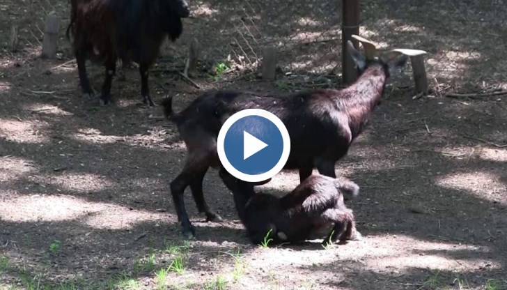 Свършиха проблемите на Русе, че общината се загрижи дали се хранят козичките