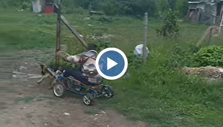 Кадри на жестокост към куче във Враца