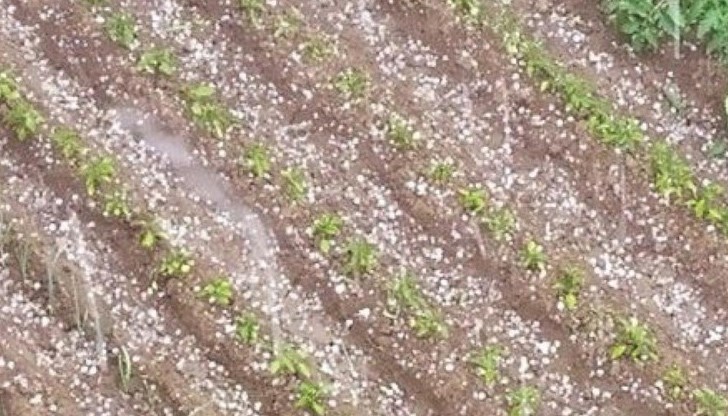 Стопаните казват, че черешовата реколта е съсипана Стопаните казват, че черешовата реколта е съсипана