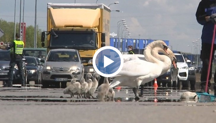 Трафикът на натоварен път беше спрян, за да преминат птиците