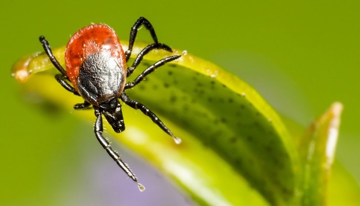 Какво трябва да знаем за тях, какви действия да предприемаме и какво да НЕ правим Какво трябва да знаем за тях, какви действия да предприемаме и какво да НЕ правим