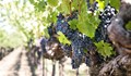 Еврокомисията приема извънредни мерки в подкрепа на лозари и винари