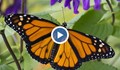 Коста Рика - страната на пеперудите
