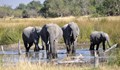 350 слона умряха в Ботсвана