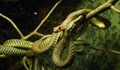 Учени установиха как летят някои змии