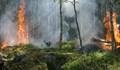 Два големи пожара горят в Хасковско