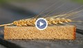 Добивите на пшеница в Русенско са намалели с 40%