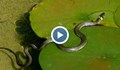 Община Варна нае ловец на змии заради зачестили появи на влечугите